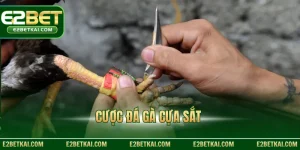 Cược đá gà cựa sắt